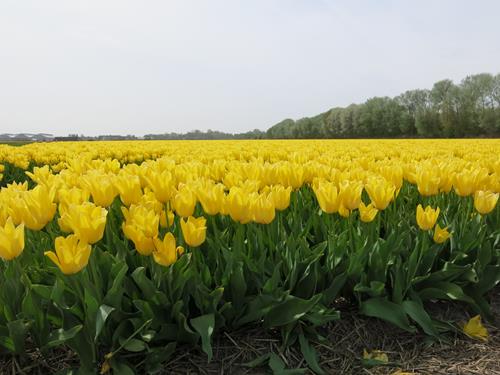 Tulipaner