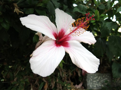 Blomst