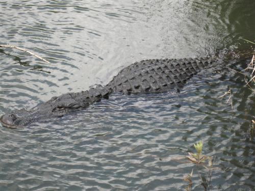 Alligator